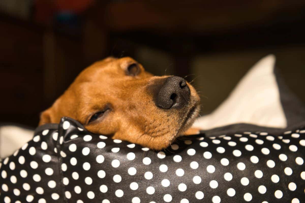 Dog resting with eyes partially open on a polka dot pillow.