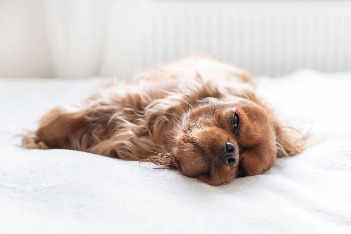 Sleepy brown dog lying on its side with eyes partially open on a bed.