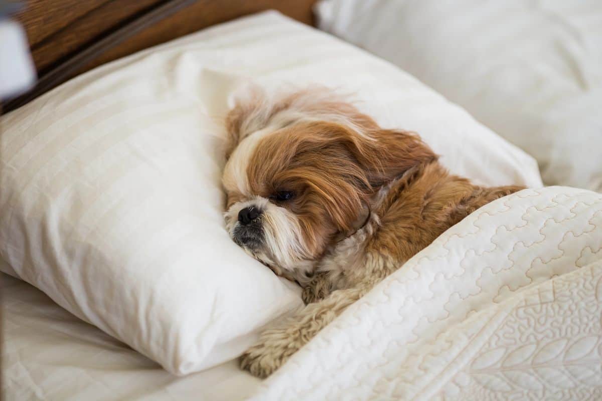 Small dog resting on a pillow under a blanket with eyes slightly open.