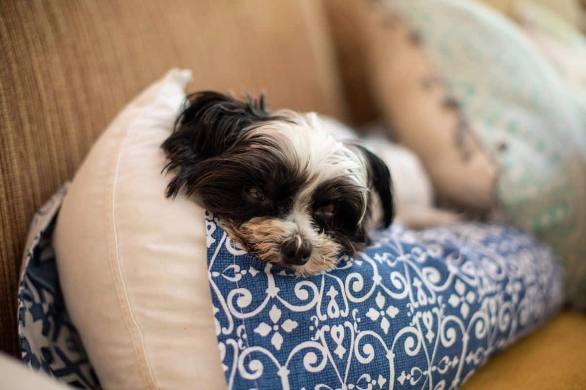 Small dog resting with eyes partially open on a patterned cushion.