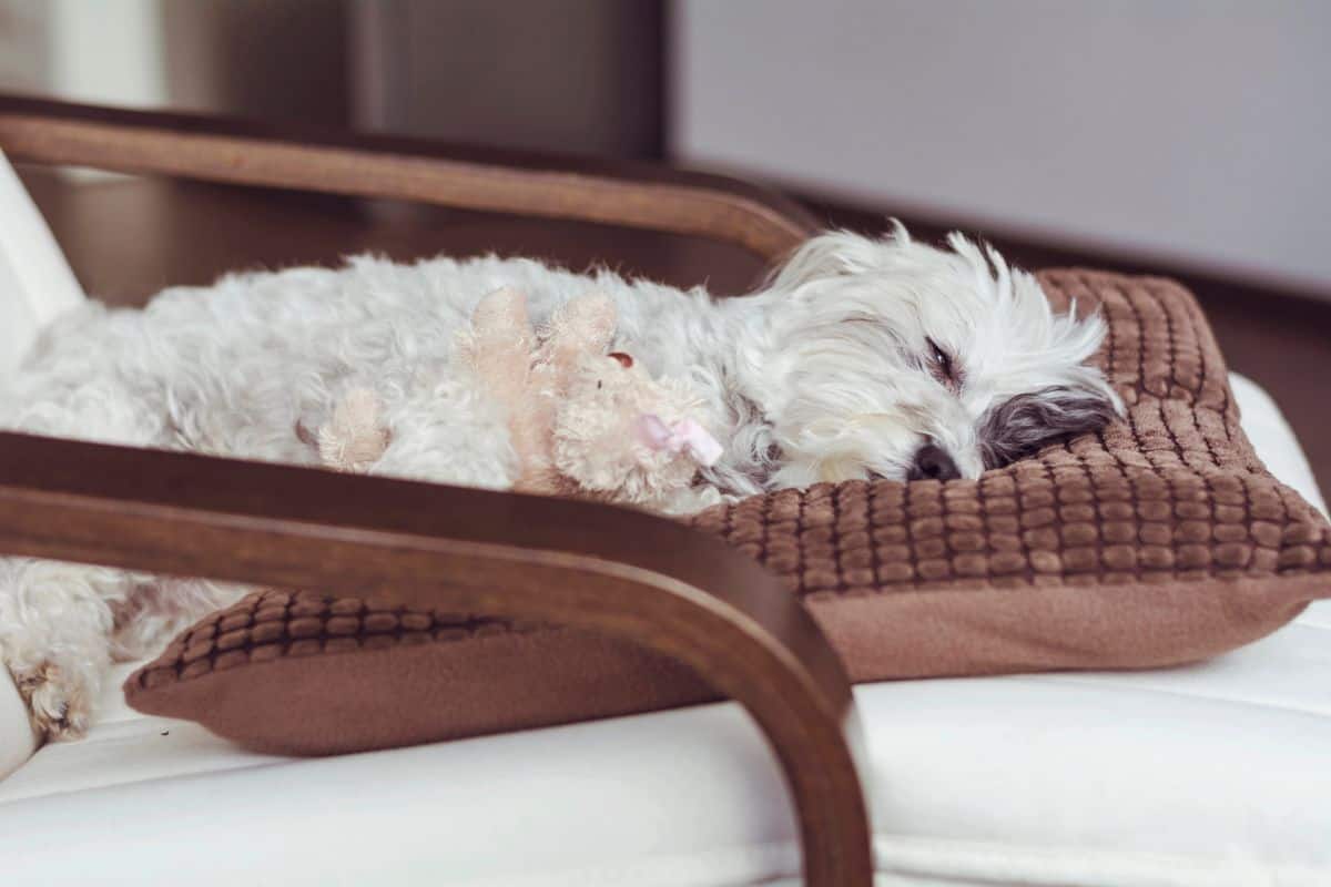 White dog sleeping on a cushion holding a stuffed toy with eyes slightly open.