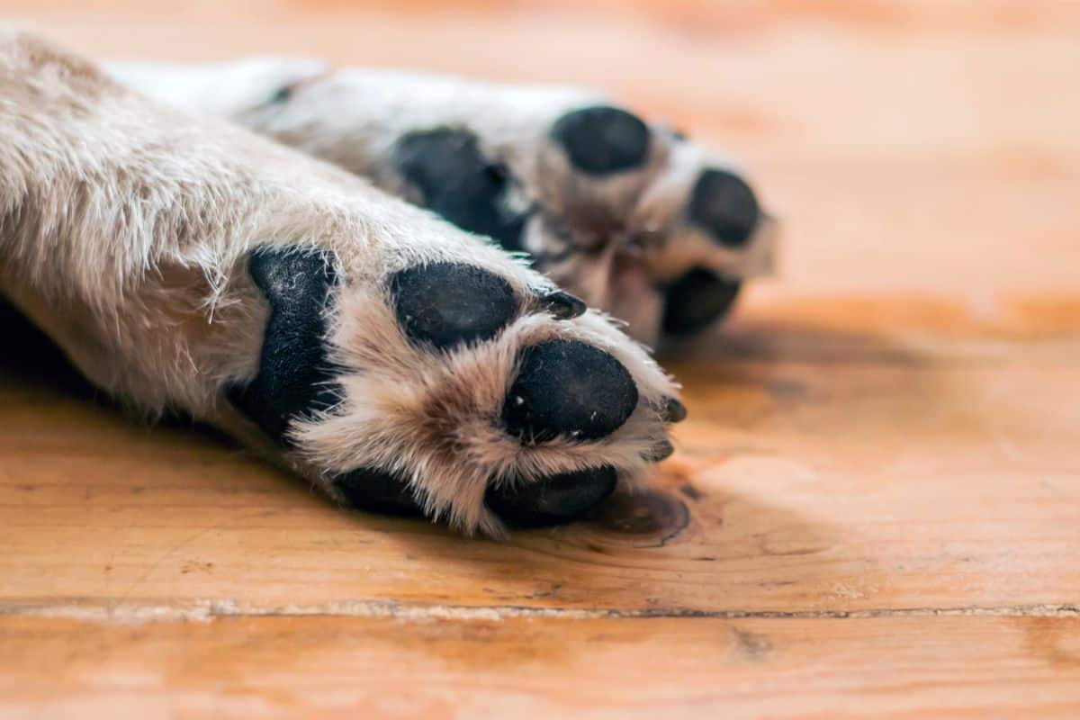 Close-up of a dog’s paw pads and nails resting on a wooden floor.
