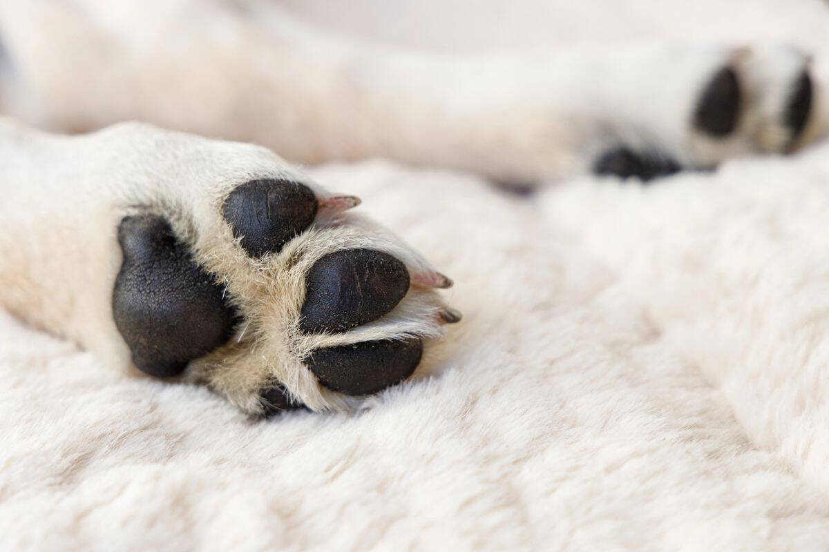 Close-up of a dog’s paw resting on a soft surface with visible nails.