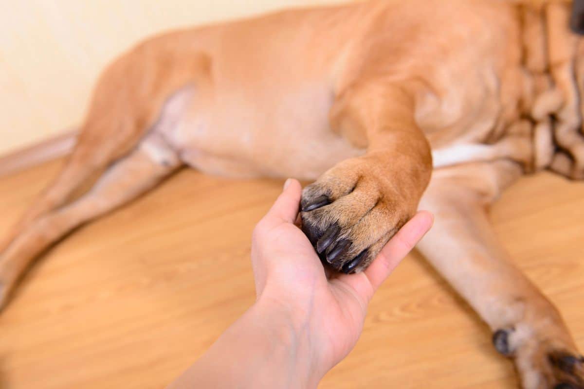 Person holding a dog’s paw while the dog lies on the floor.