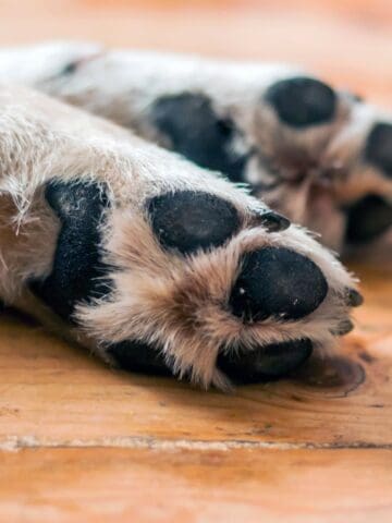 Detailed view of a dog’s paw pads and nails resting on a wooden floor.