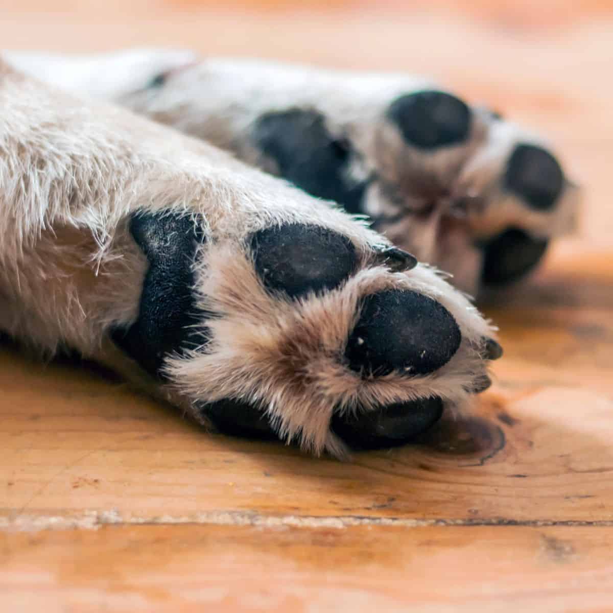 Detailed view of a dog’s paw pads and nails resting on a wooden floor.