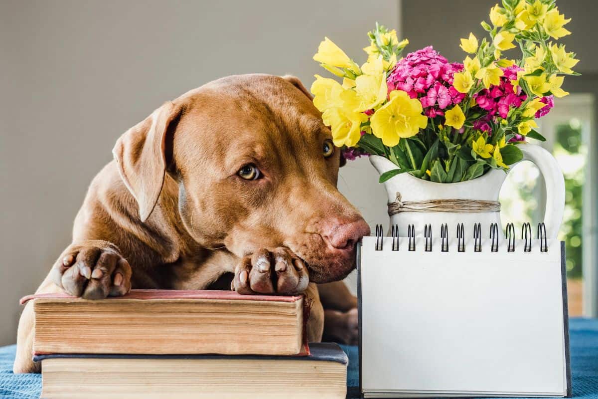 Dog resting its head on stacked books beside flowers and a blank notebook.