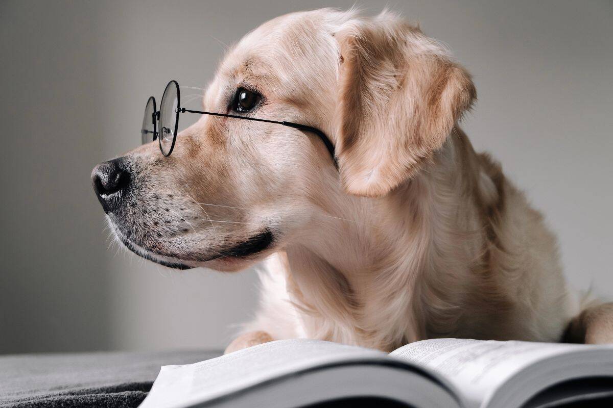 Dog wearing glasses lying next to an open book.
