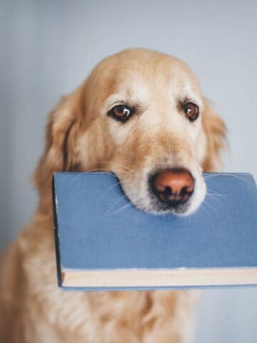 Golden retriever carrying a book in its mouth.