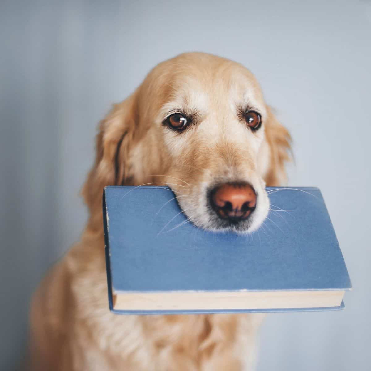 Golden retriever carrying a book in its mouth.