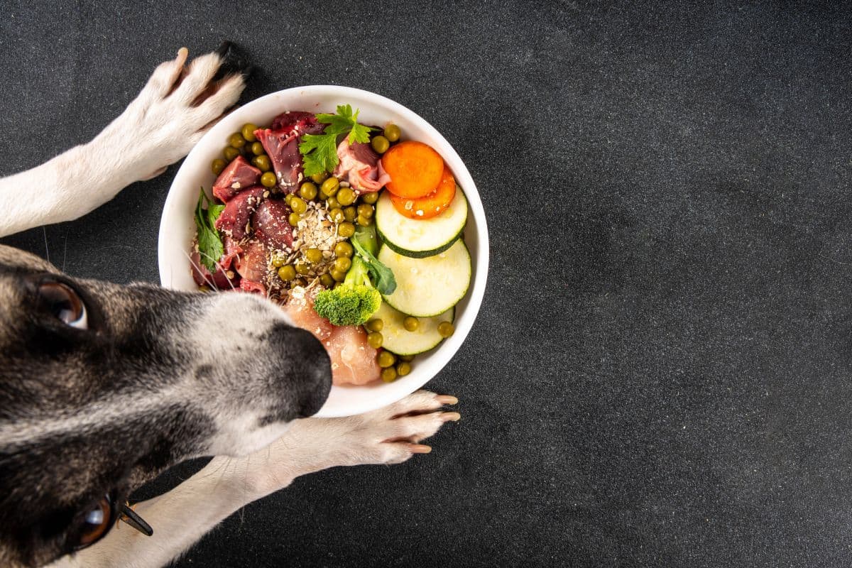 Dog looking at a bowl of raw dog food with meat and vegetables.
