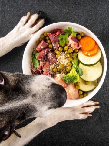 A dog gazes at a bowl filled with raw meat and fresh vegetables.