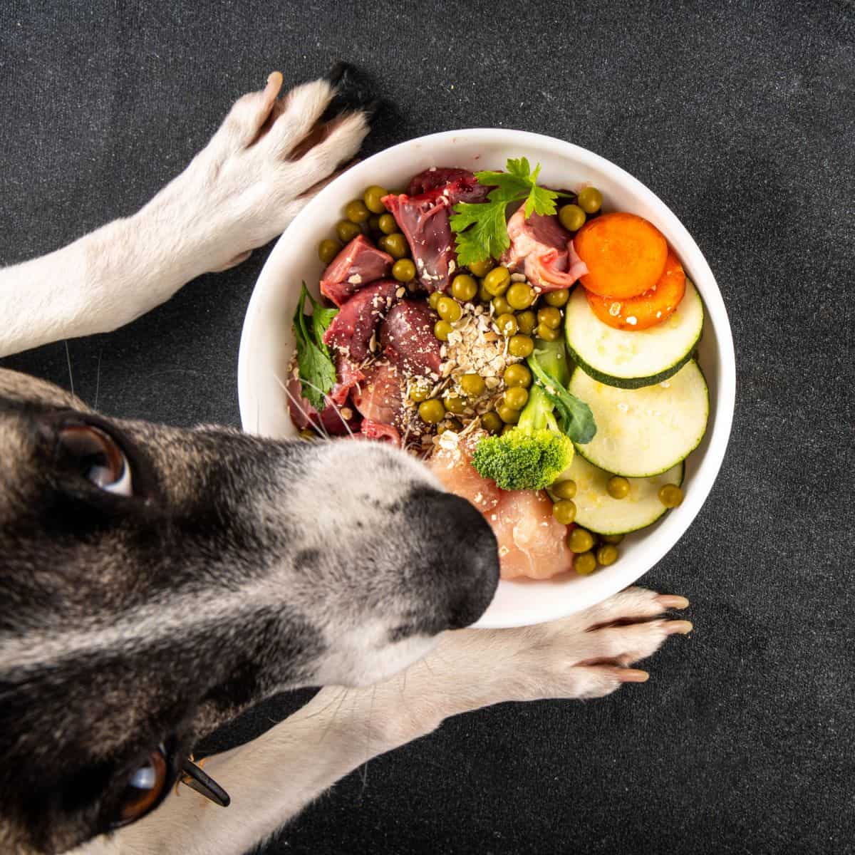 A dog gazes at a bowl filled with raw meat and fresh vegetables.