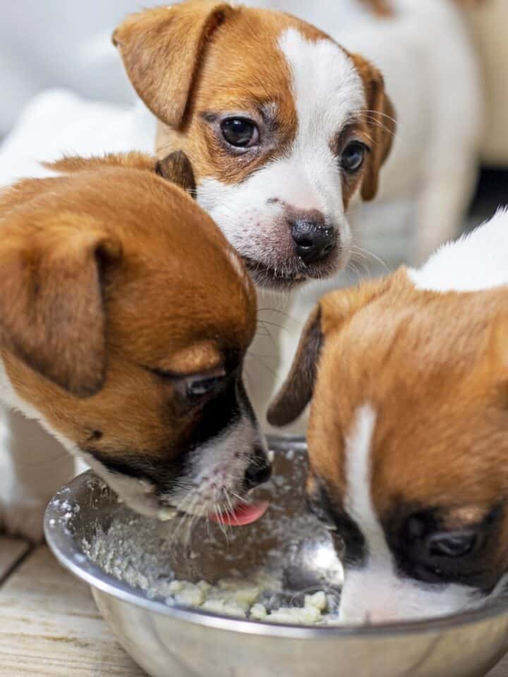 Three puppies eating soft food from a metal bowl inside a home.