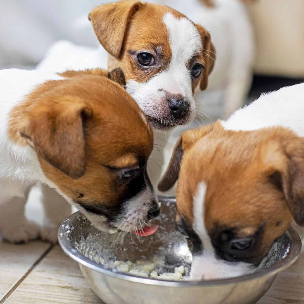 Three puppies eating soft food from a metal bowl inside a home.