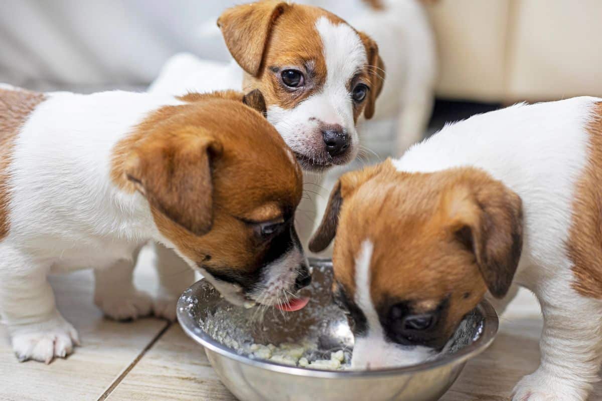Three puppies eating soft food from a metal bowl indoors.