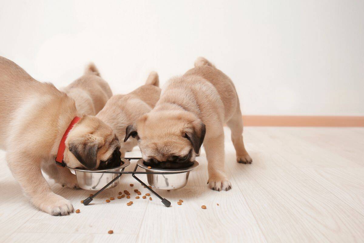 Three puppies eating dry food from metal bowls on the floor.