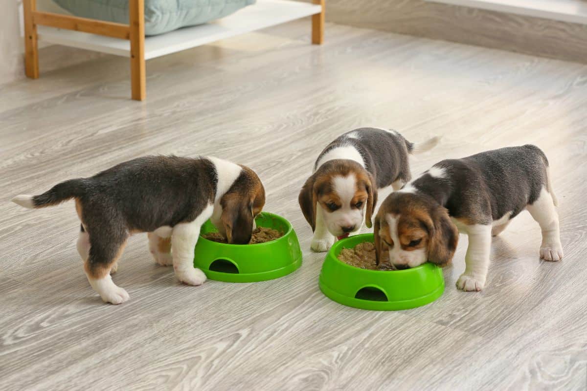 Three puppies eating soft food from green bowls on a wooden floor.