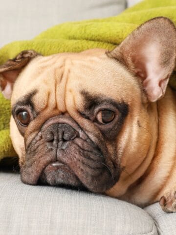 French bulldog resting under a blanket, appearing tired and unwell.