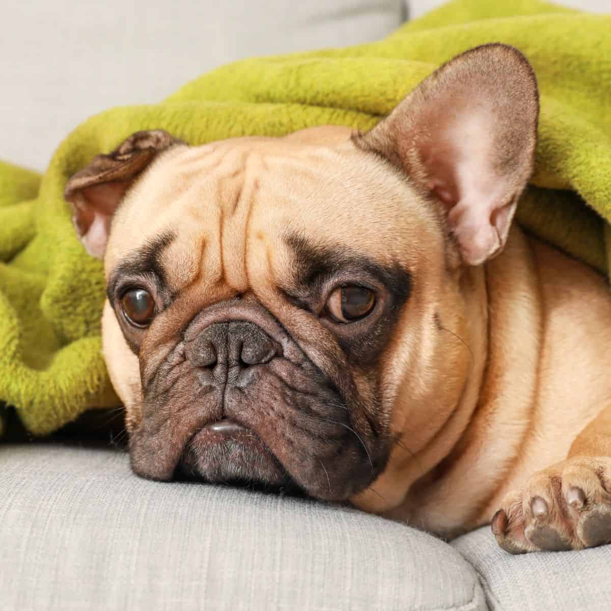 French bulldog resting under a blanket, appearing tired and unwell.