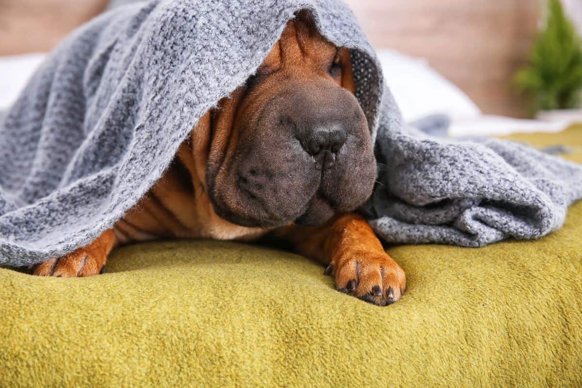 Dog lying under a blanket looking unwell on a couch.