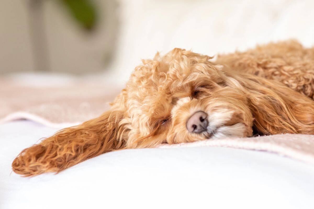 Small curly-haired dog sleeping on a bed, appearing tired.