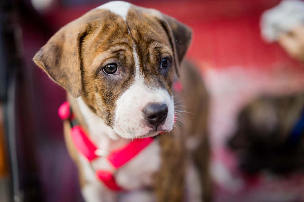 Close-up of a brown and white puppy wearing a red harness.