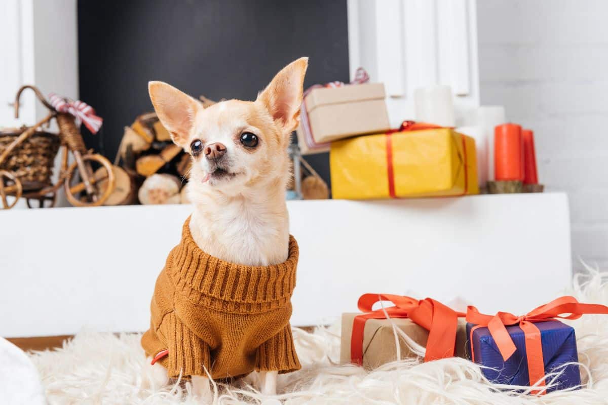 Small chihuahua wearing a brown sweater sitting beside wrapped gift boxes indoors.
