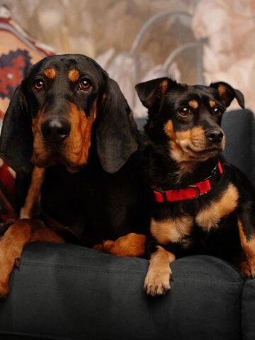 A Doberman and a small mixed-breed dog sitting together on a couch indoors.