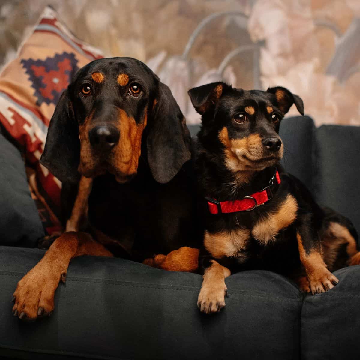 A Doberman and a small mixed-breed dog sitting together on a couch indoors.