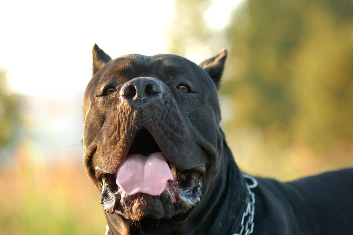 Black Cane Corso dog panting outdoors while wearing a chain collar.