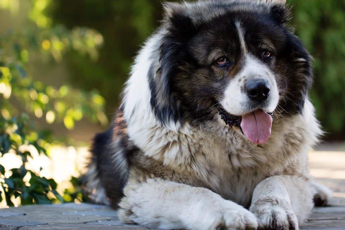 Large fluffy dog lying outdoors with its tongue out on a wooden surface.