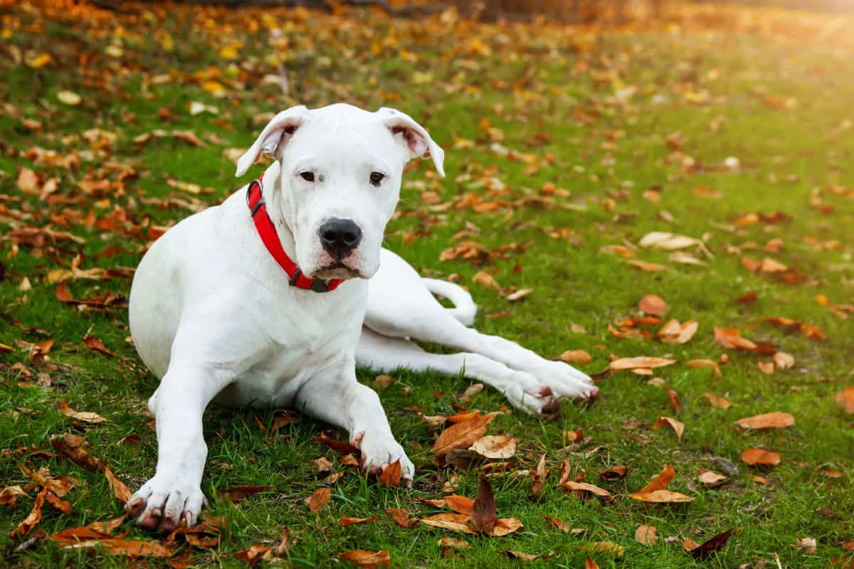 White Dogo Argentino dog lying on grass with fallen leaves outdoors.