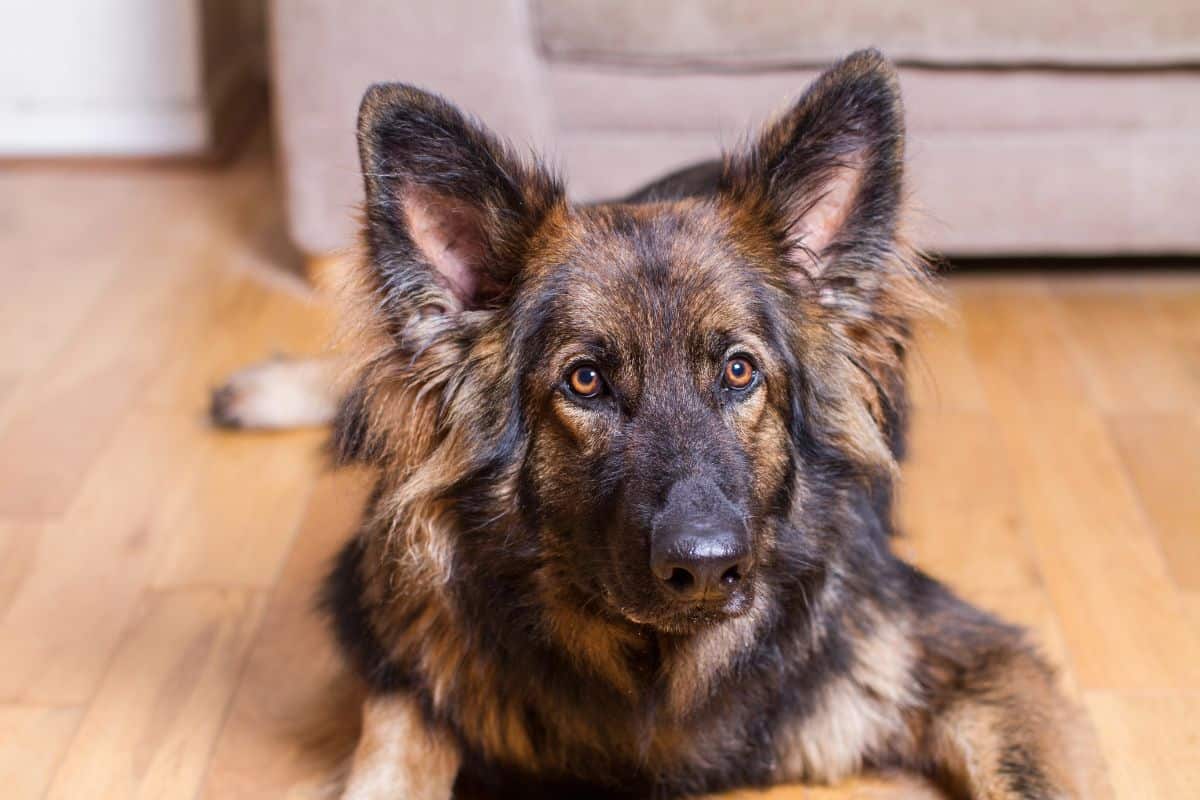 German Shepherd dog lying on a wooden floor indoors and looking forward.