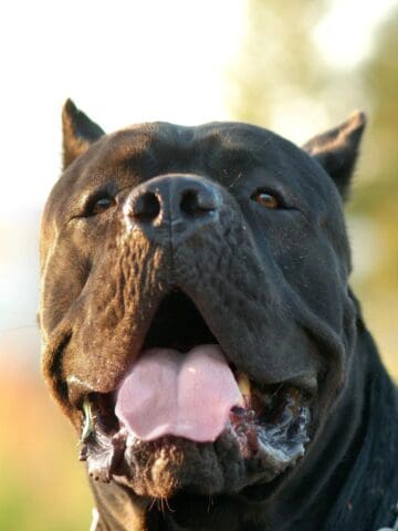 Black Cane Corso panting outside with a chain collar around its neck.
