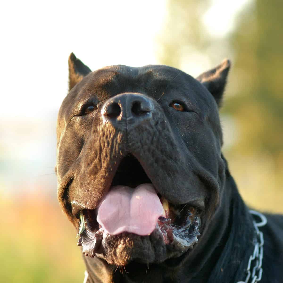 Black Cane Corso panting outside with a chain collar around its neck.