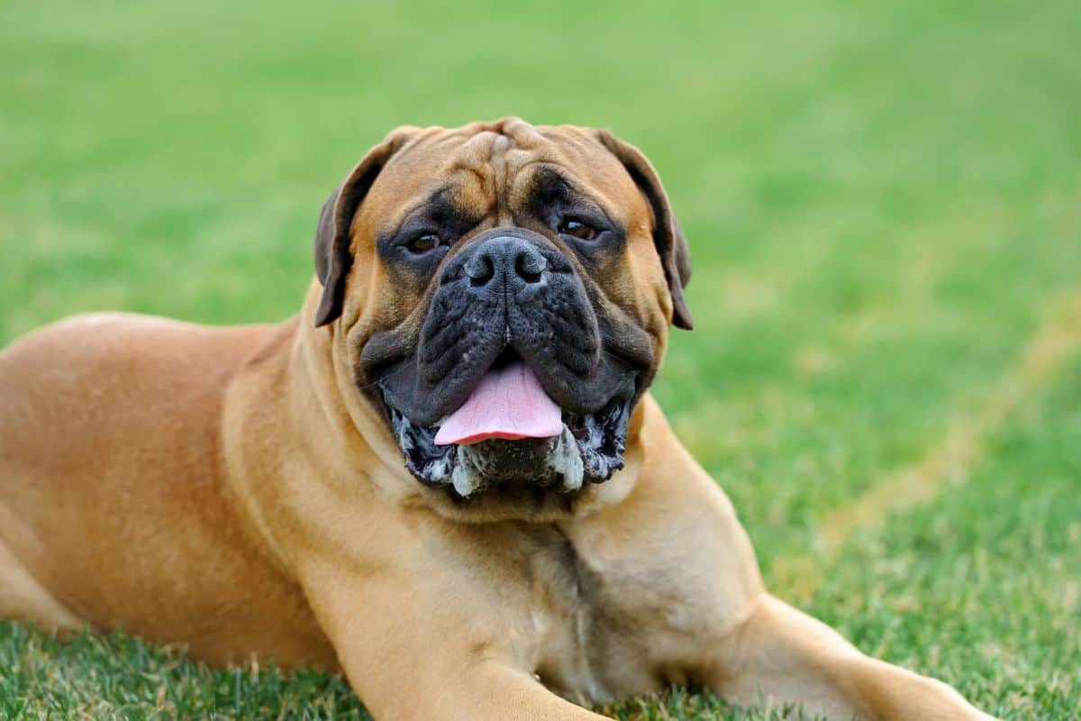 Large muscular dog lying on grass with its tongue out.