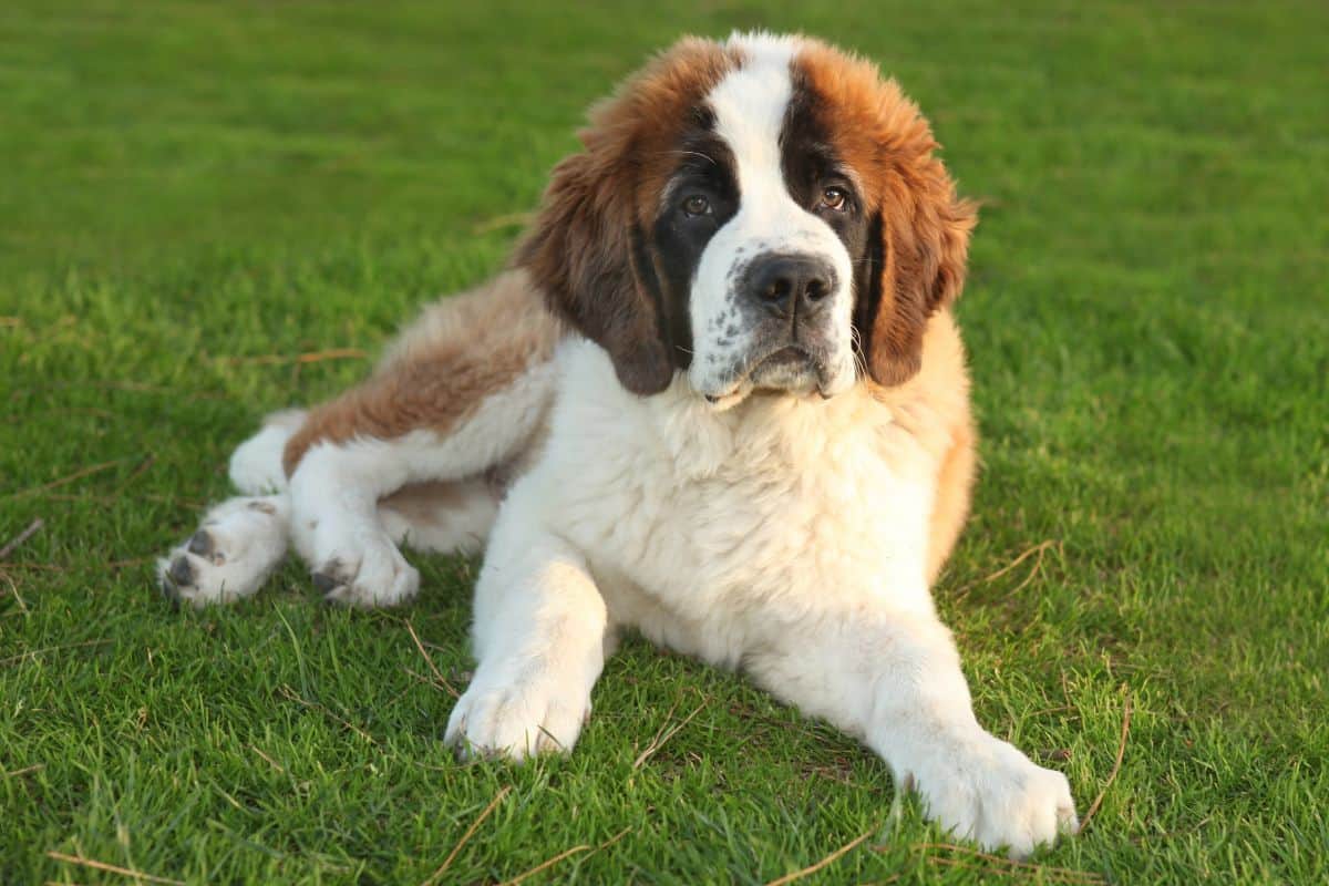 Large Saint Bernard dog lying calmly on green grass outdoors.