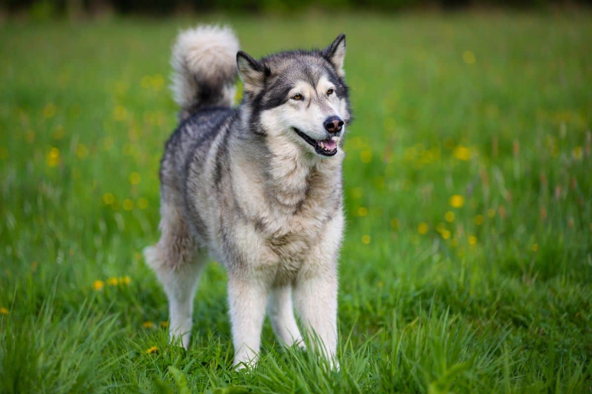 Large Husky dog standing alert in a grassy field outdoors.