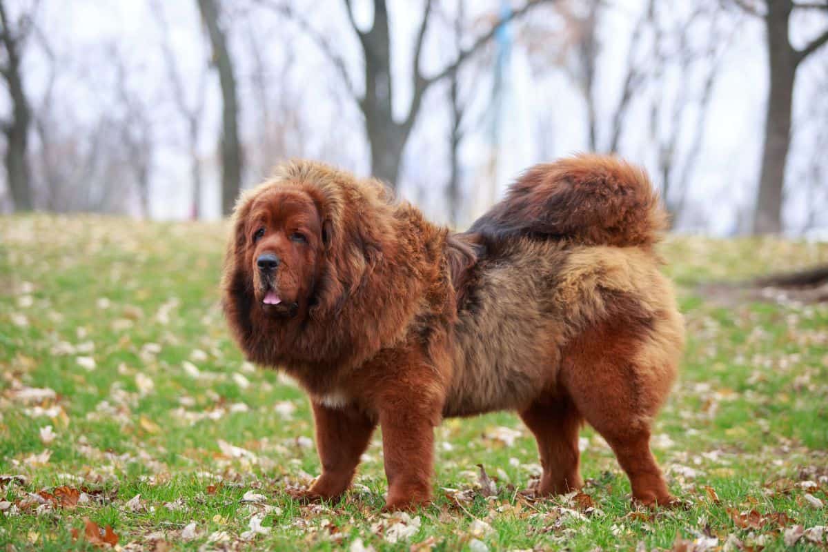 Large Tibetan Mastiff dog standing on grass in a park setting.