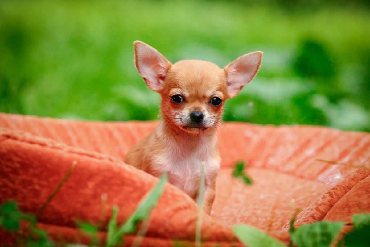 Tiny Chihuahua puppy sitting on a blanket outdoors.