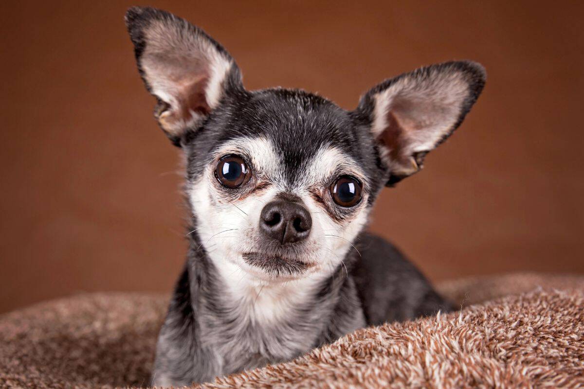 Close-up of a small Chihuahua resting on a soft blanket.