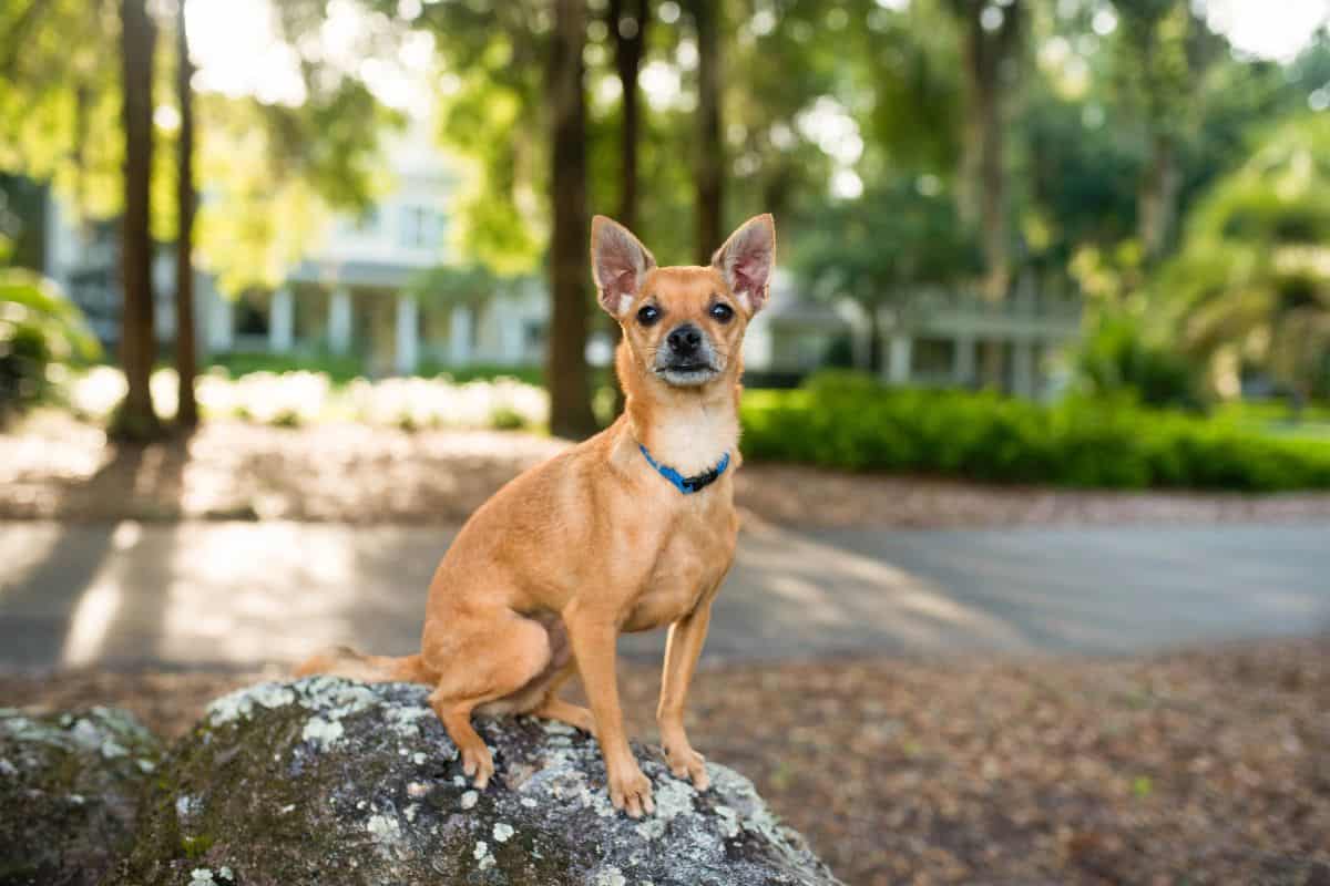 Small Chihuahua sitting on a rock outdoors.