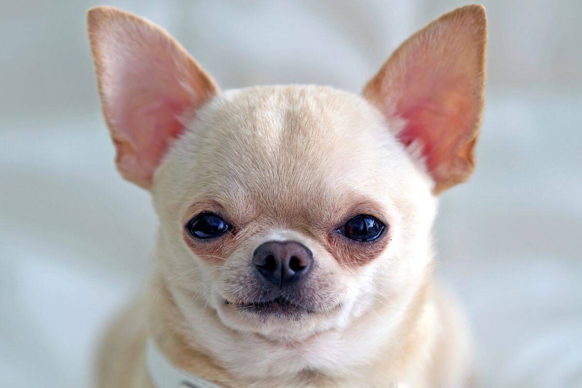 Close-up of a cream-colored Chihuahua’s face with large upright ears.