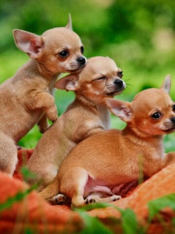 Three Chihuahua puppies sitting together on a blanket outside.