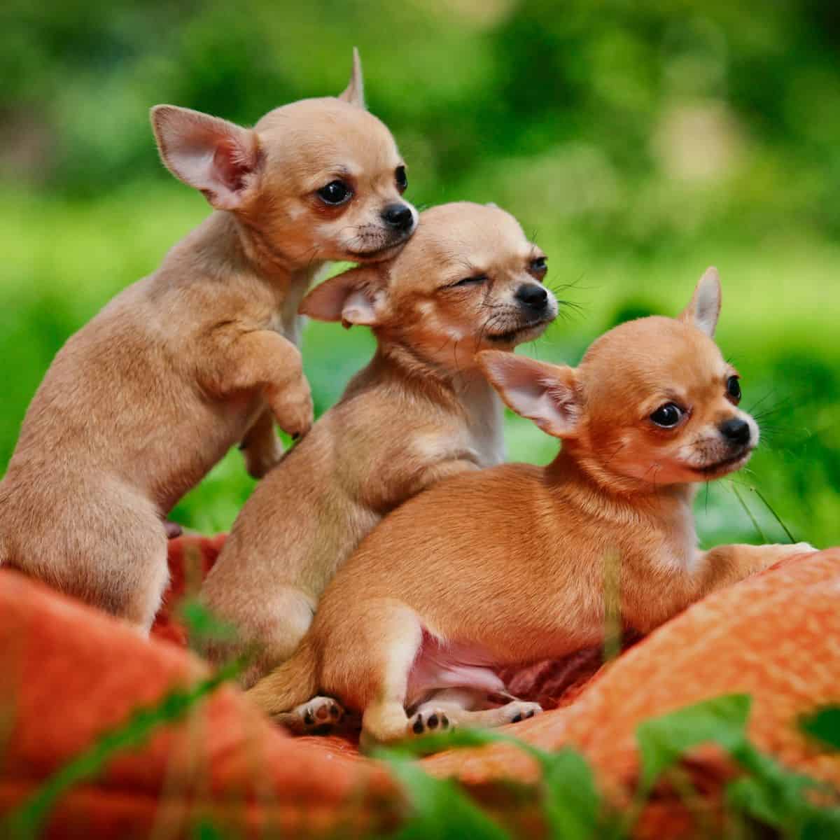 Three Chihuahua puppies sitting together on a blanket outside.
