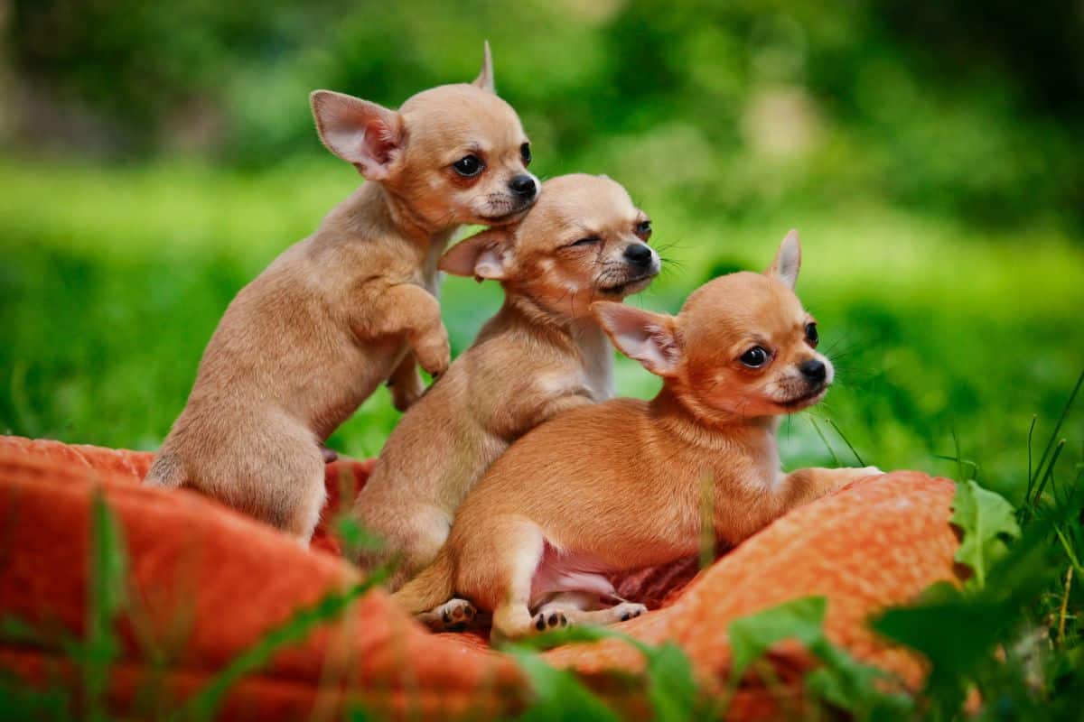 Three Chihuahua puppies sitting together on a blanket outdoors.