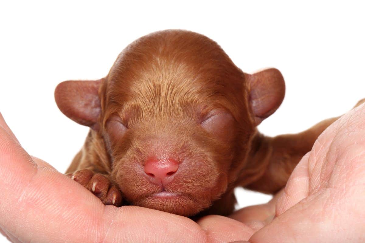 Close-up of a newborn brown puppy with eyes closed resting in hands.