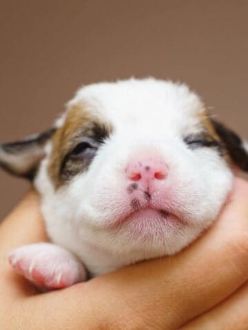 Close-up of a newborn puppy with partially opened eyes cradled gently in a hand.