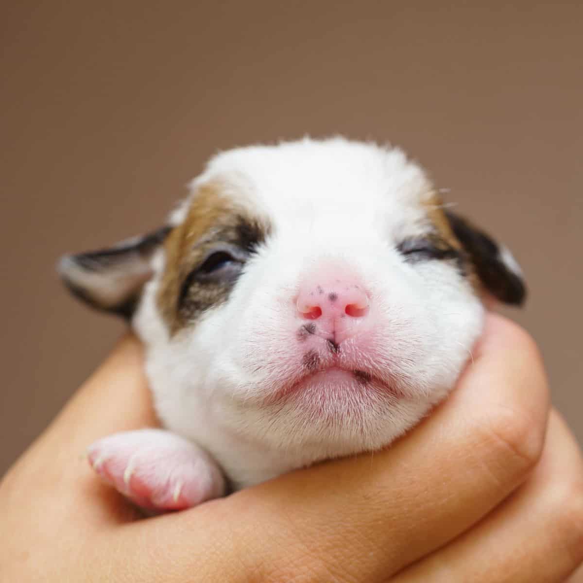 Close-up of a newborn puppy with partially opened eyes cradled gently in a hand.